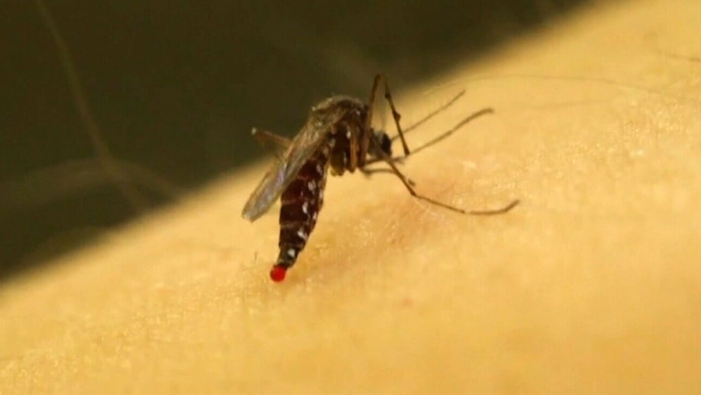 Ottawa resident who tested positive for mosquito-borne virus dies, public health says