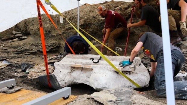 Paleontologists unearth giant skull of Pachyrhinosaurus in northern Alberta