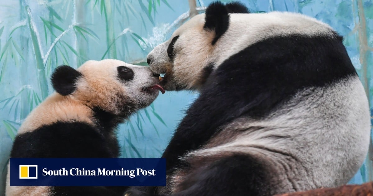 Panda conservation seen in US-China efforts helping other species thrive, scientists say