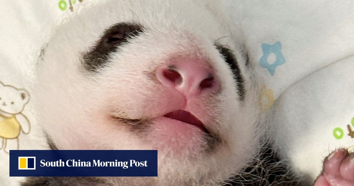 Panda Watch: Hong Kong cubs put on healthy weight at 5-week mark