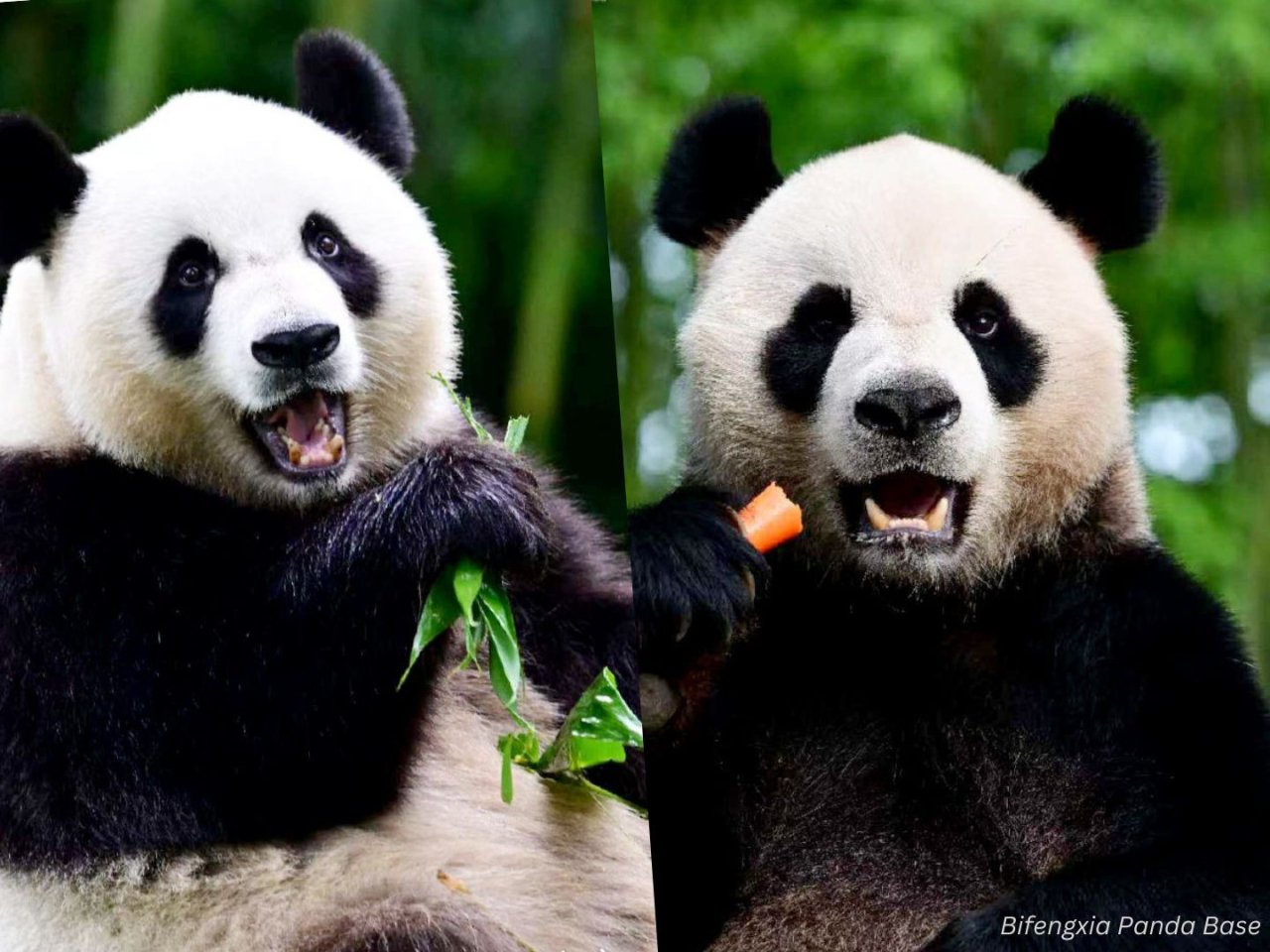 Pandas' arrival sparks excitement at Ocean Park