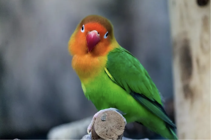 Parakeet found riding shinkansen by itself