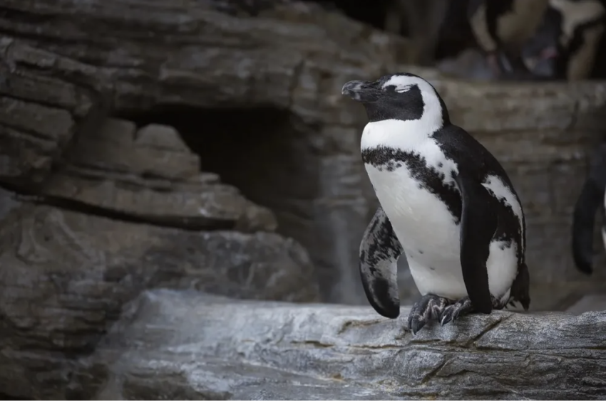 Penguin escapes from wildlife exhibit in Japan; found at beach 45 kilometers away