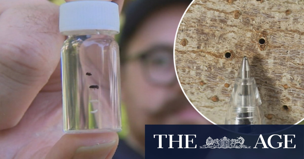 Perth's fight against destructive beetles the size of sesame seeds