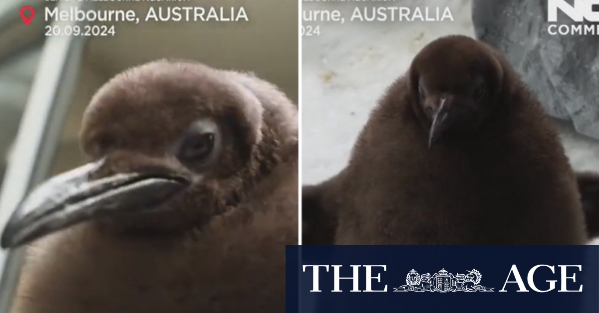 Pesto, Melbourne's 'chunky' baby penguin, melts hearts