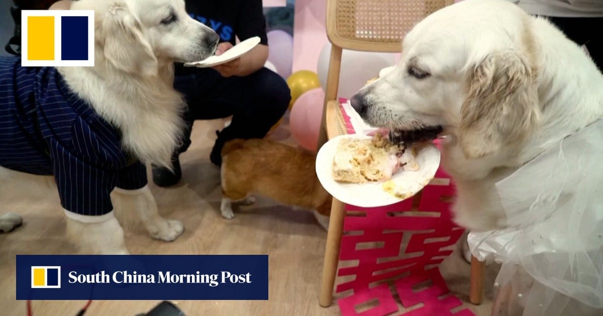 Puppy love: dog weddings on the rise in China even as pet owners shun marriage