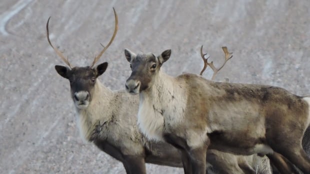 Quebec could lose up to $900M with federal decree to protect caribou population