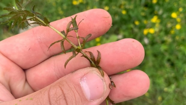 Rapidly growing invasive plant discovered for 1st time in Canada in southwestern Ontario