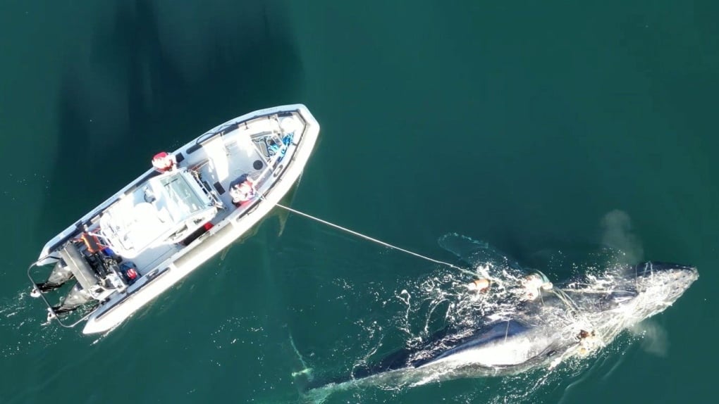 Rescue operation frees humpback whale off northern B.C.