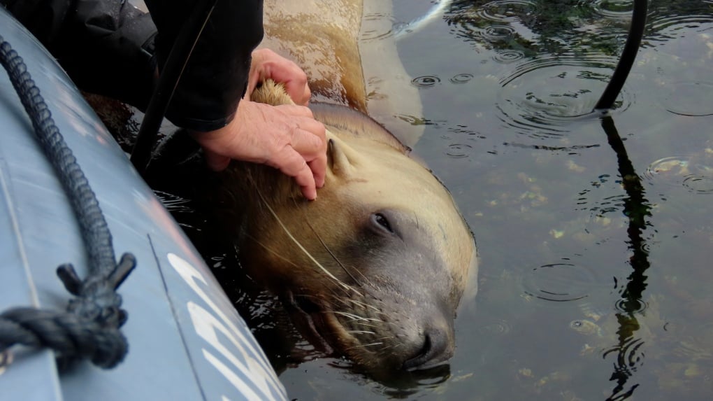 Rescuers free entangled sea lion off Vancouver Island 