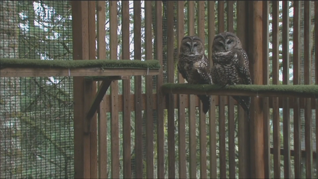 'Right on the edge of being extinct': Environmentalists, First Nation aim to stop B.C. ski resort in owl habitat