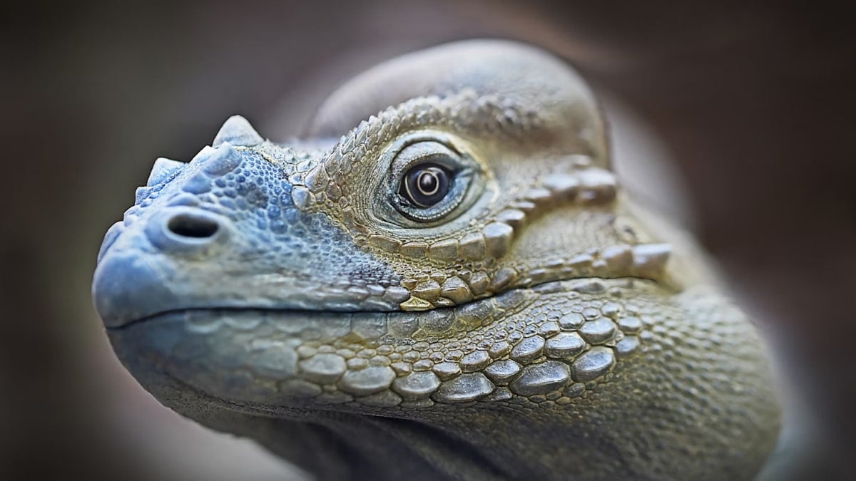 Scuba Diving Lizards Use Air Bubbles to Breathe Underwater and Stay Hidden from Predators