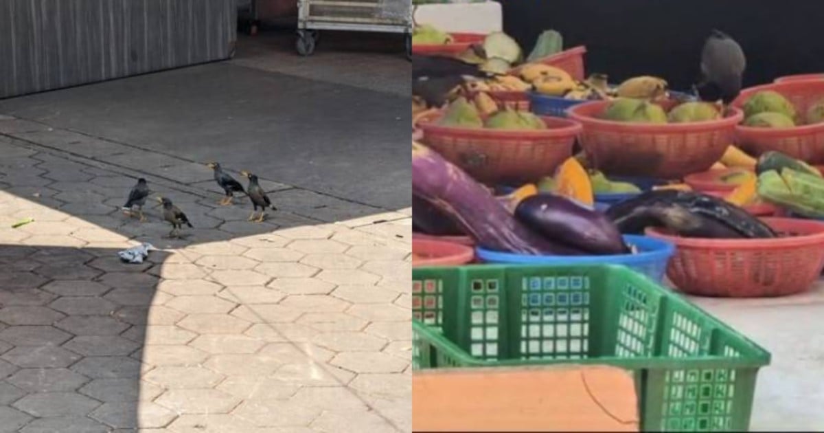  SFA launches investigation into birds feasting on fruits at Bukit Panjang stall