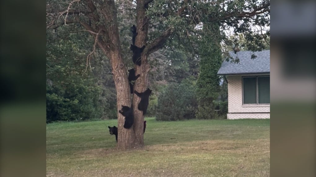 Six bear cubs, mom, spotted exploring tree on Manitoba property