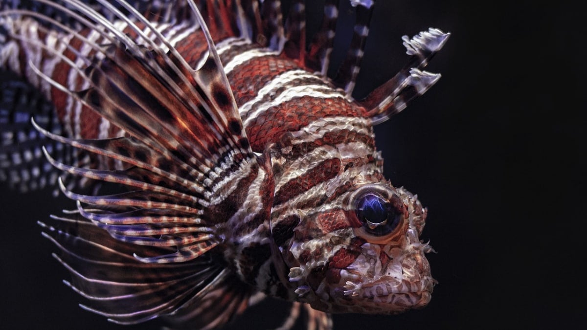 Strange Fish Species Might Be Able to Taste Using Its Crab-Like Legs, Study Claims