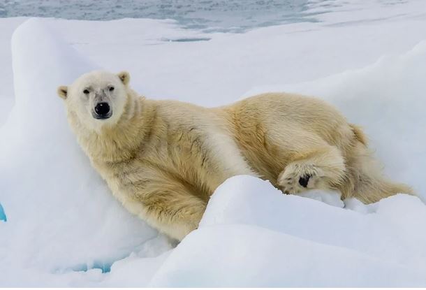 Swan Hellenic Arctic Sale: Svalbard, Greenland and The Norwest Passage from $4,830