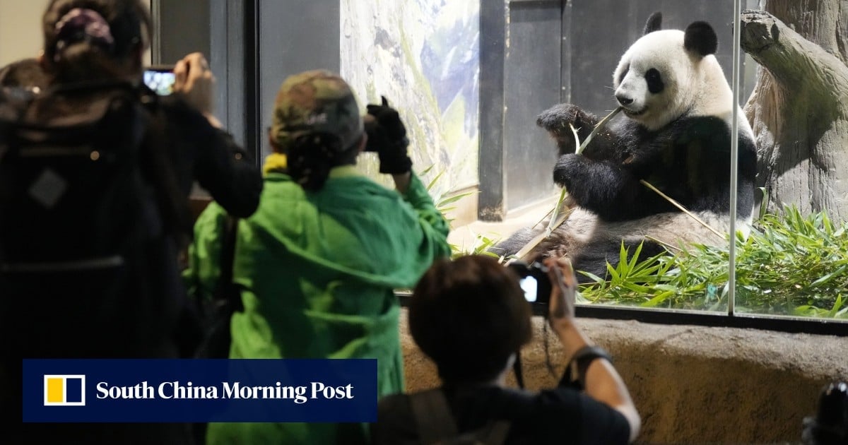 Teary-eyed fans throng Tokyo zoo to bid farewell to China-bound pandas