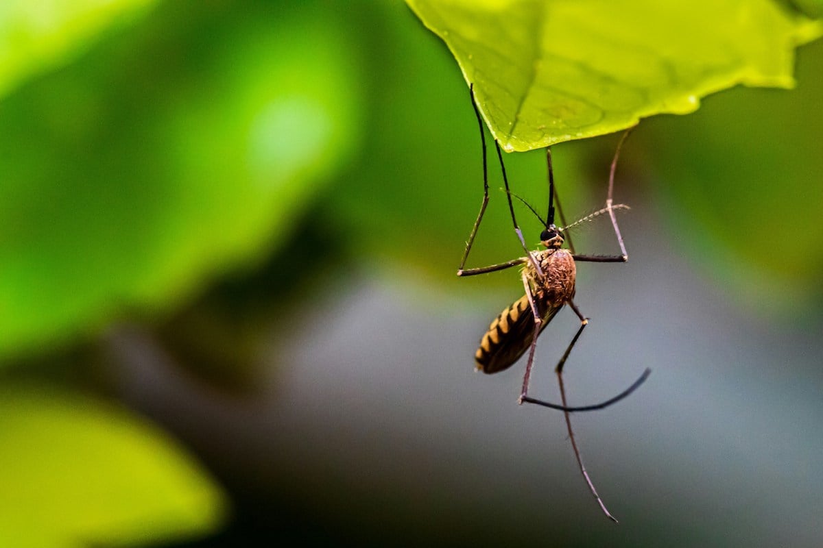 The Health Bureau is taking measures to curb a possible dengue fever outbreak