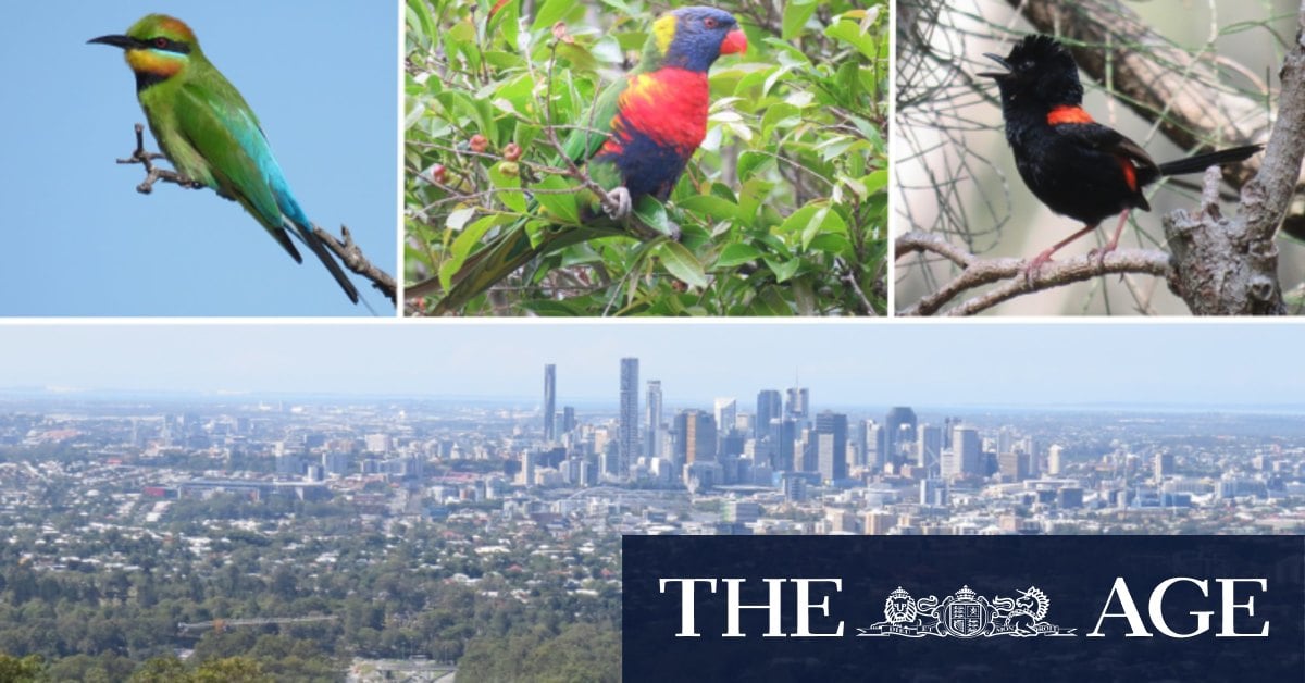 This bird has flown: Why Brisbane is losing its most vibrant feathered fauna