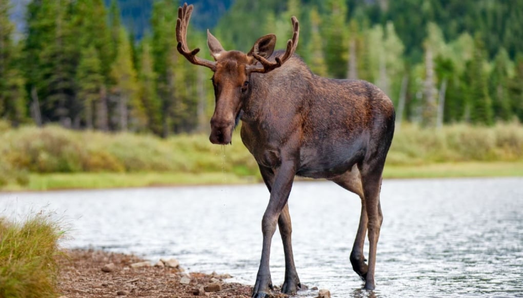 Two Ont. hunters fined $3,700 each for illegal moose hunting