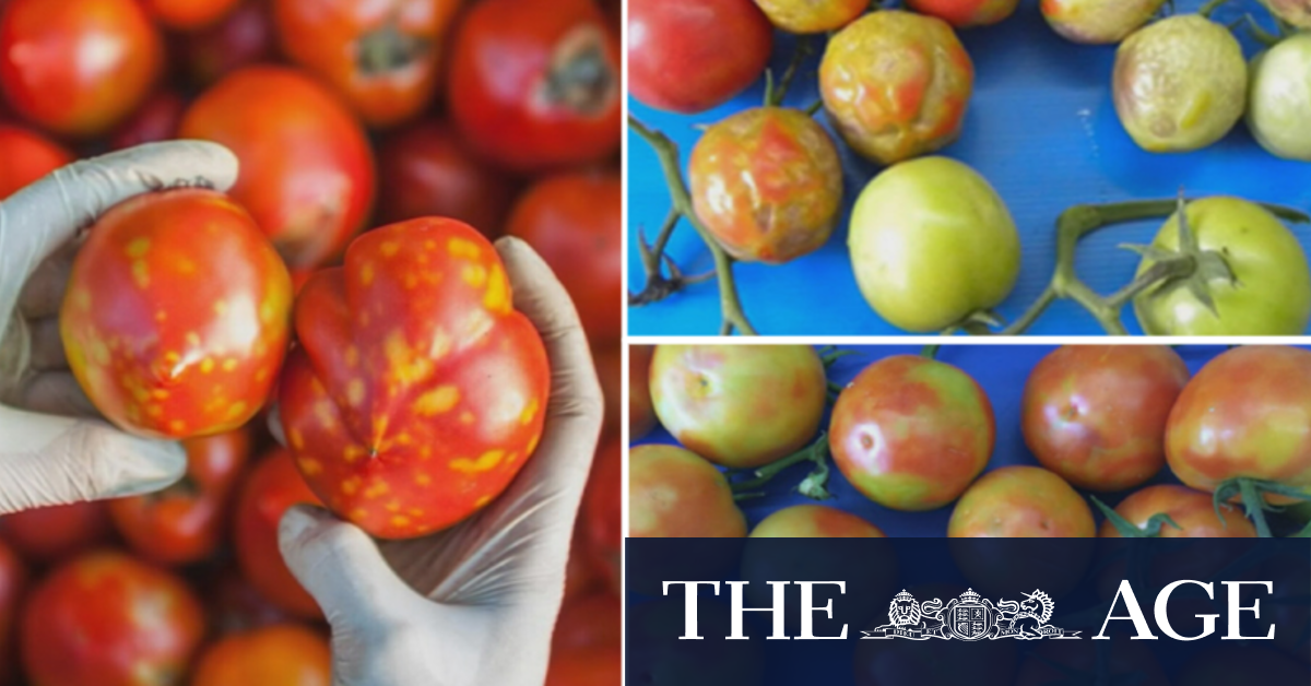 Virus could cause tomato prices to soar