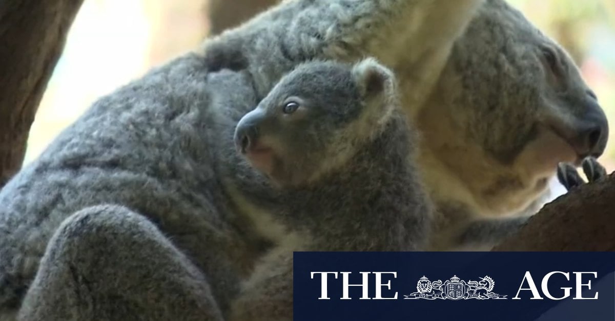 Wildlife sanctuary needs help naming six newborn koalas