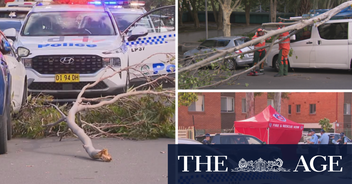 Woman killed by falling tree branch