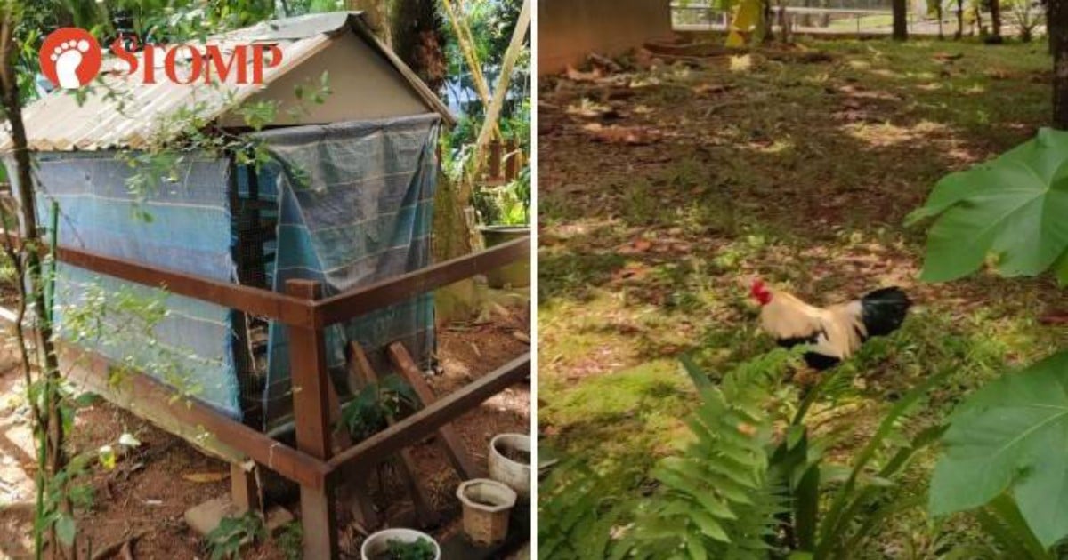 Yishun resident keeps rooster that crows every morning, others plant trees illegally