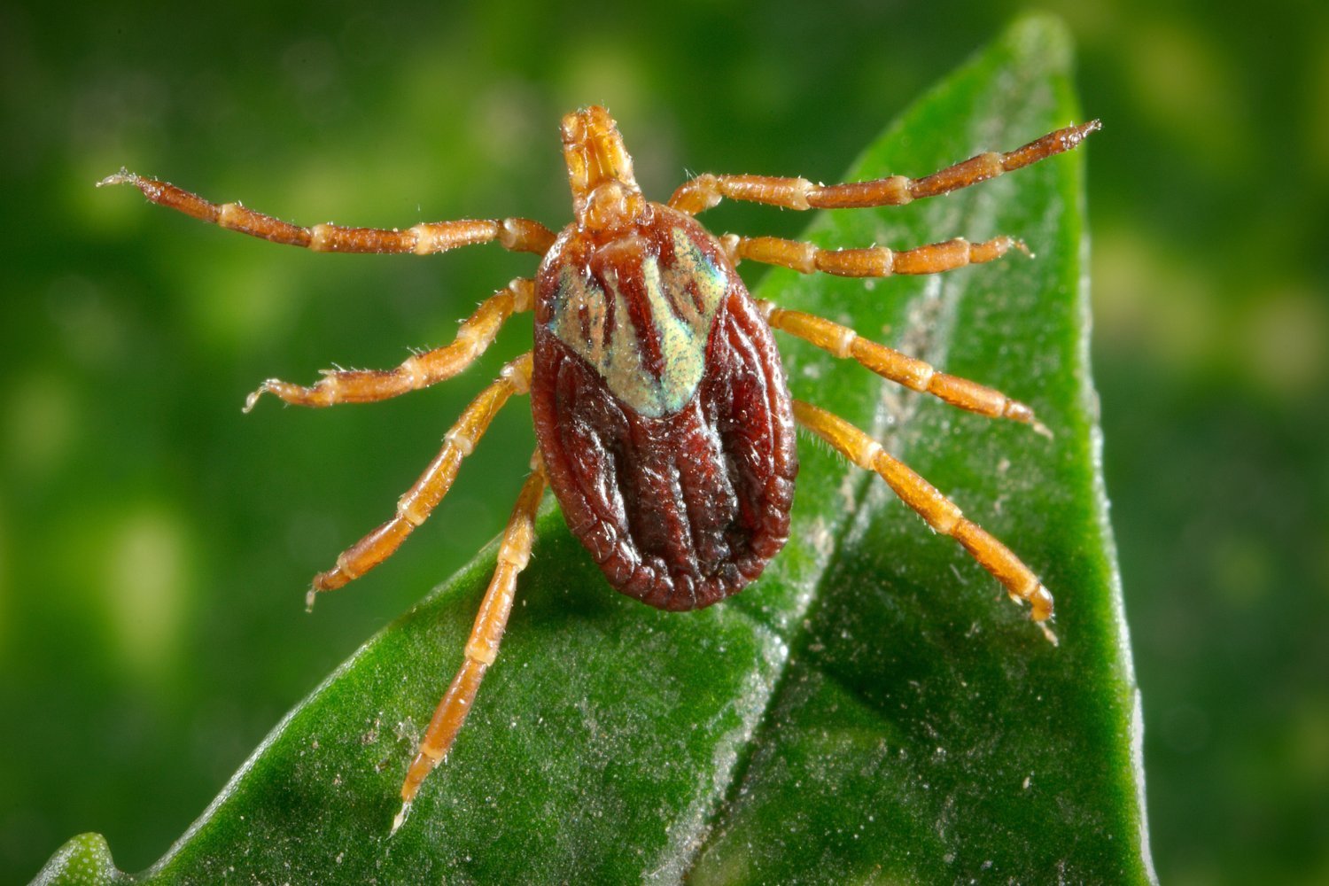 Invasive Ticks Carrying New Diseases Are Spreading Through the Northeast