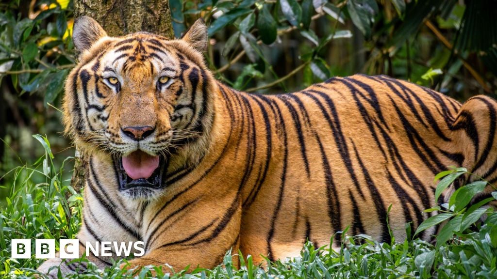 Dozens of tigers dead after bird flu hits Vietnam zoos