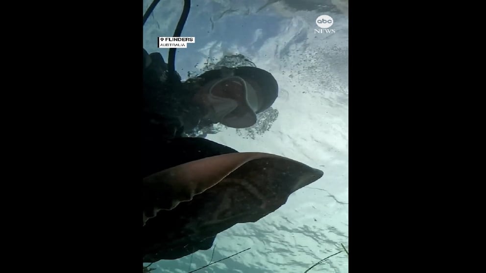 WATCH: Off the hook: Diver frees ray from fishing line