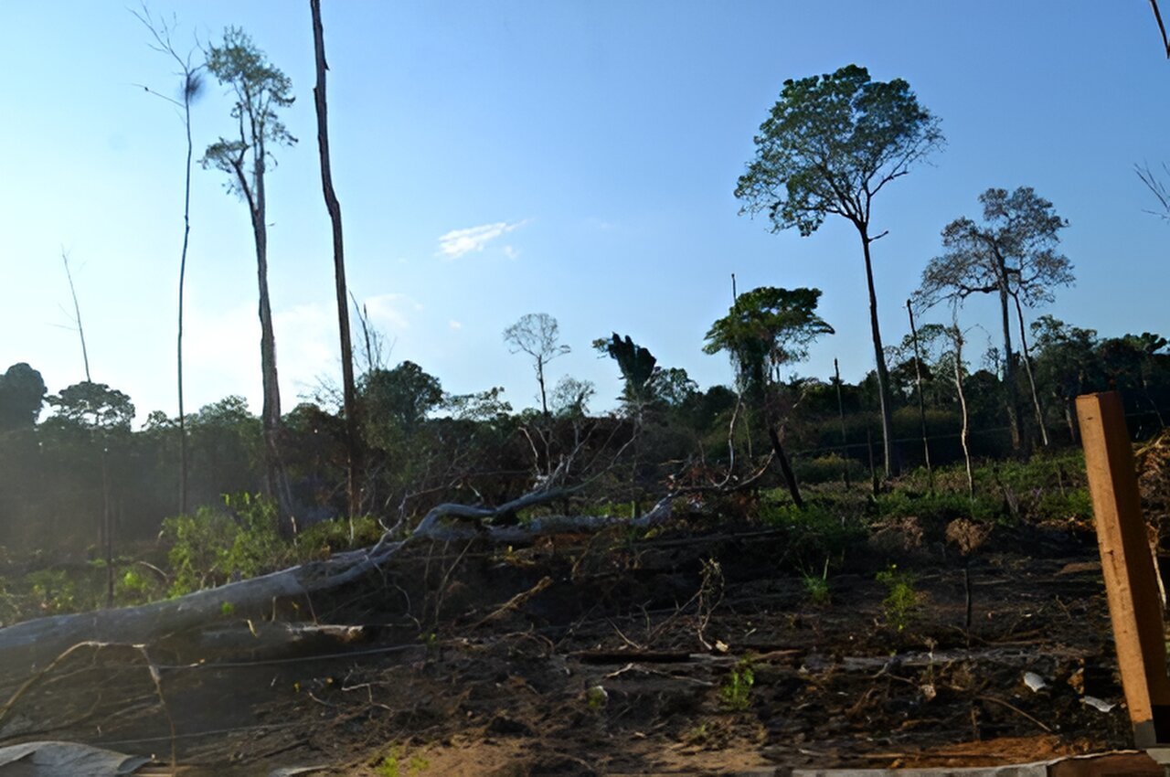 Brazil must reinforce protection of forests to meet climate change mitigation goals, study warns