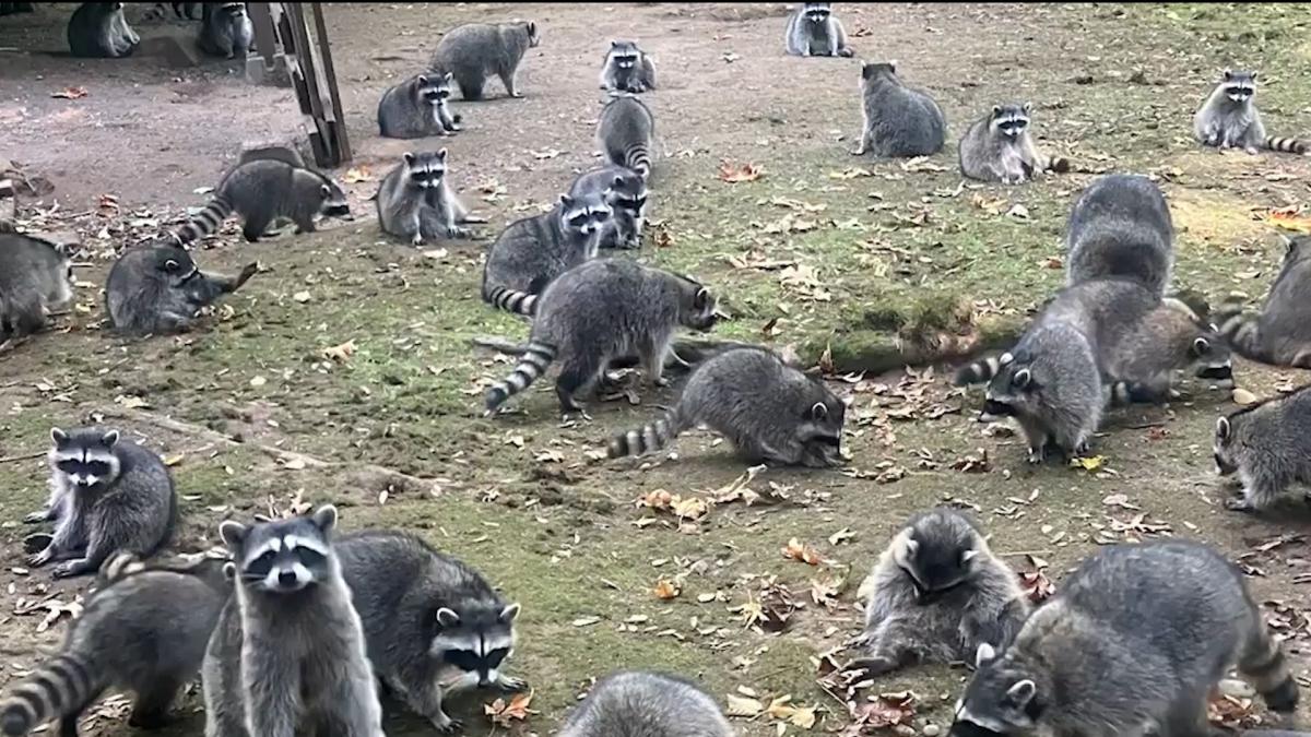 Video shows nearly 100 raccoons swarm woman's yard, prompting 911 call in Washington