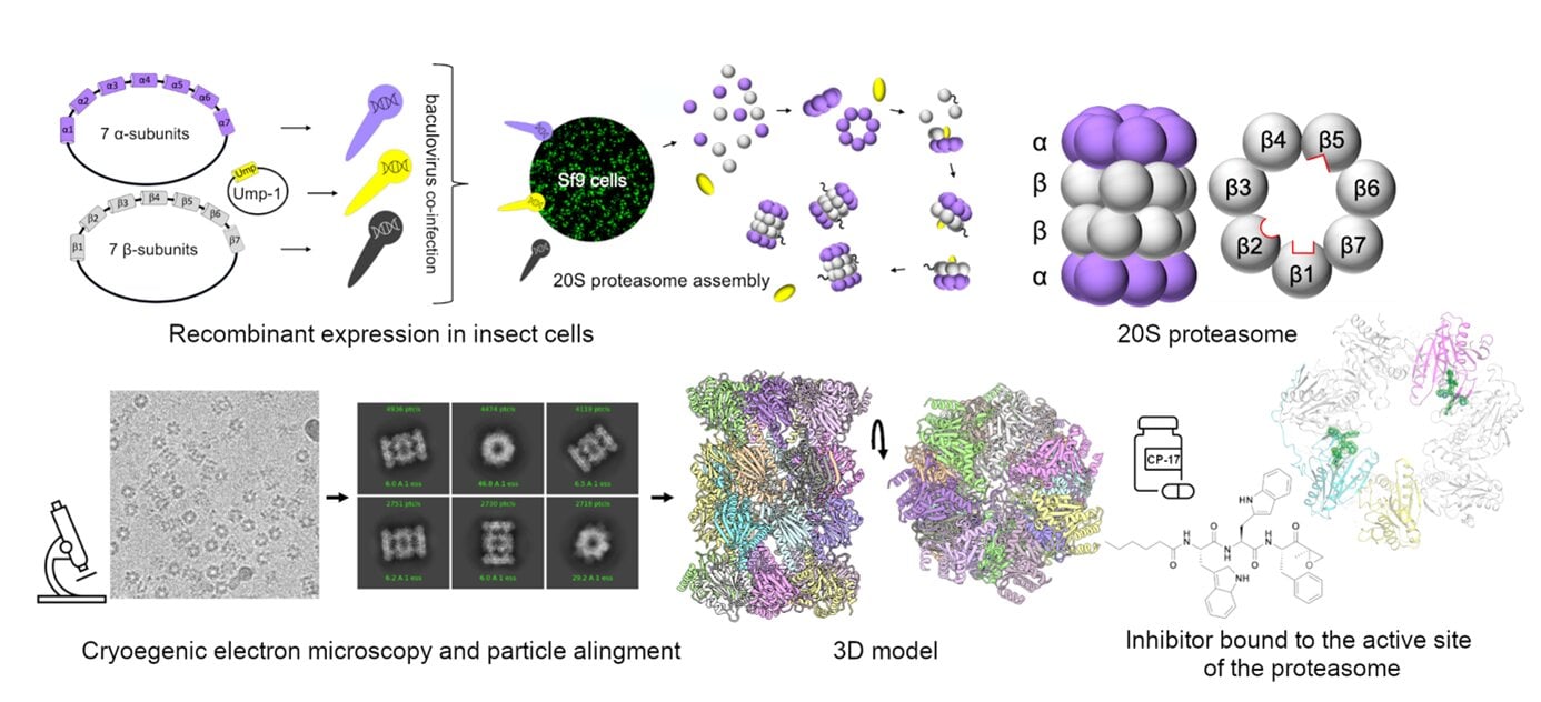 Artificial proteasome offers insights for new trichomoniasis treatments