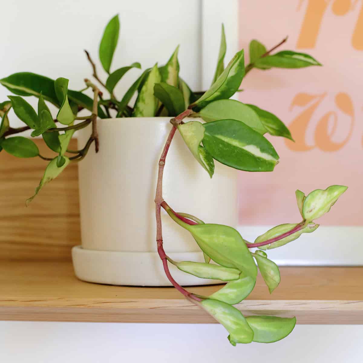 How to Grow and Care for Hoya Plants