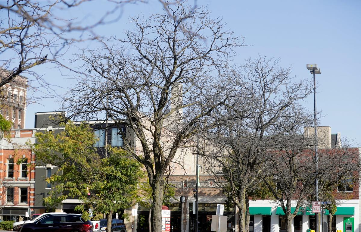 Reader question: The trees were dead in the downtown parking lot this summer. Is anyone going to do anything?