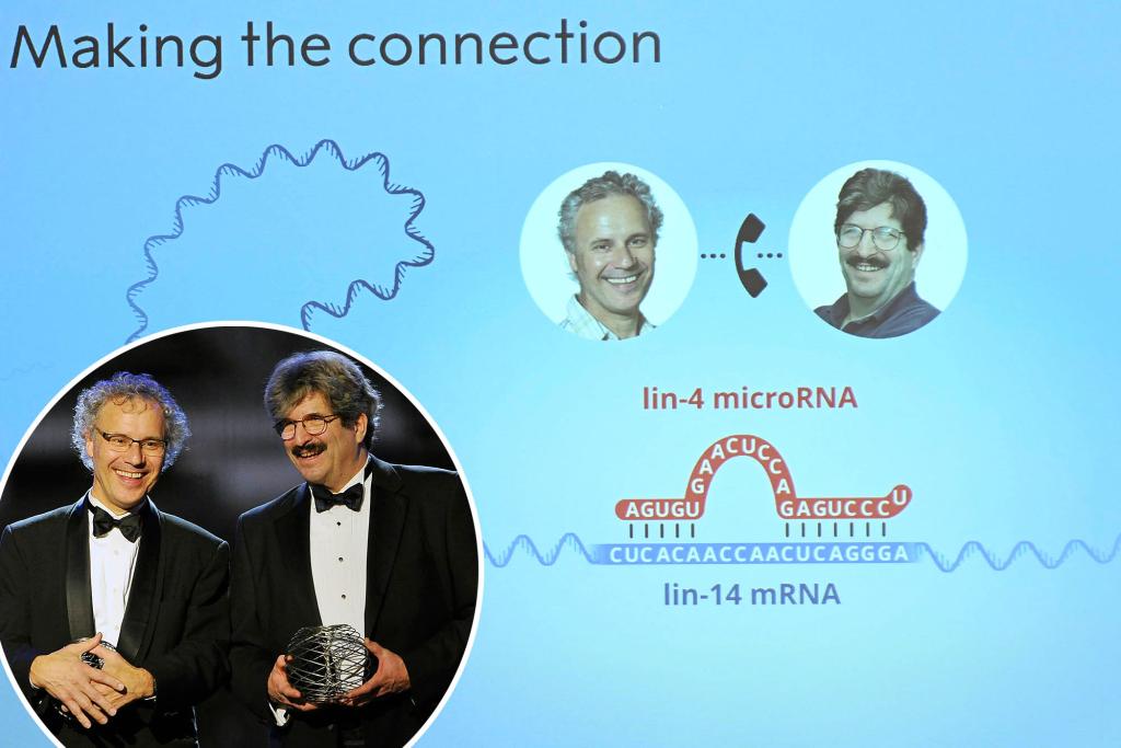 Nobel Prize in medicine honors American duo for their discovery of microRNA