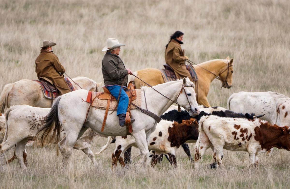 Stay On A Working Cattle And Bison Ranch In Montana