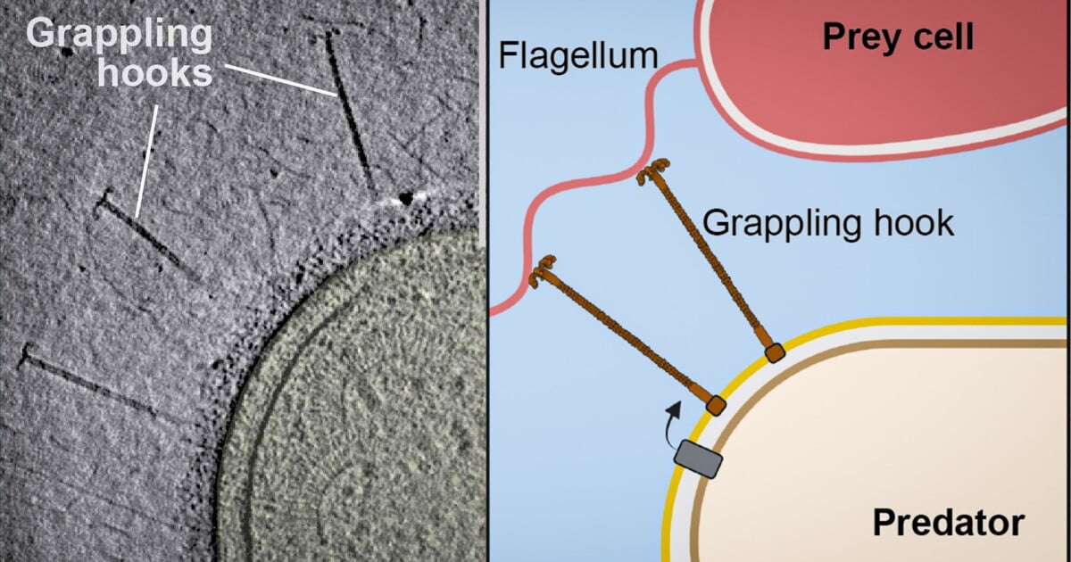 Microscopic pirates attack with cellular cannons and grappling hooks