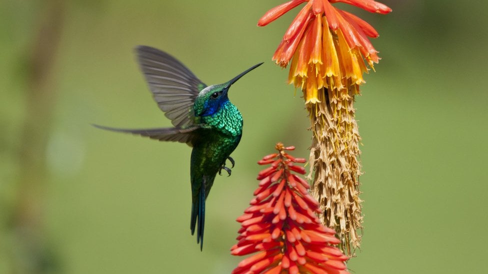 COP16: What is biodiversity and how are we protecting it?