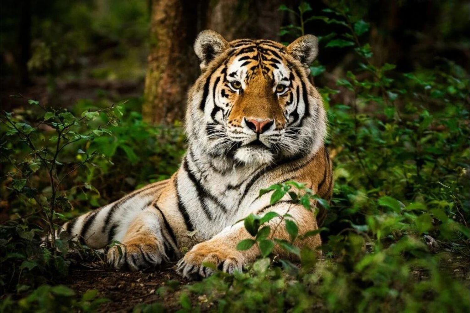 Brote de gripe aviar mata a decenas de tigres y felinos grandes en zoo de Vietnam