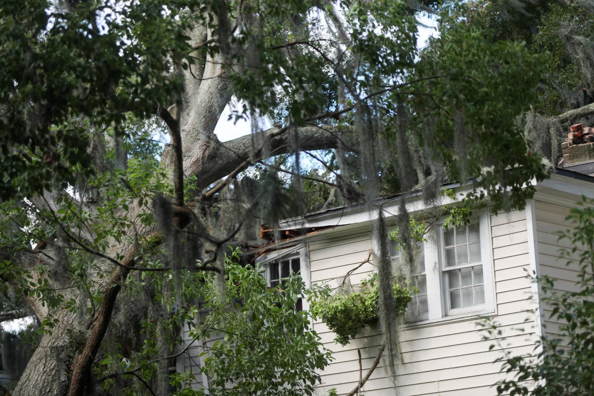 Savannah residents, not insurers, should control the fate of their trees, advocates argue