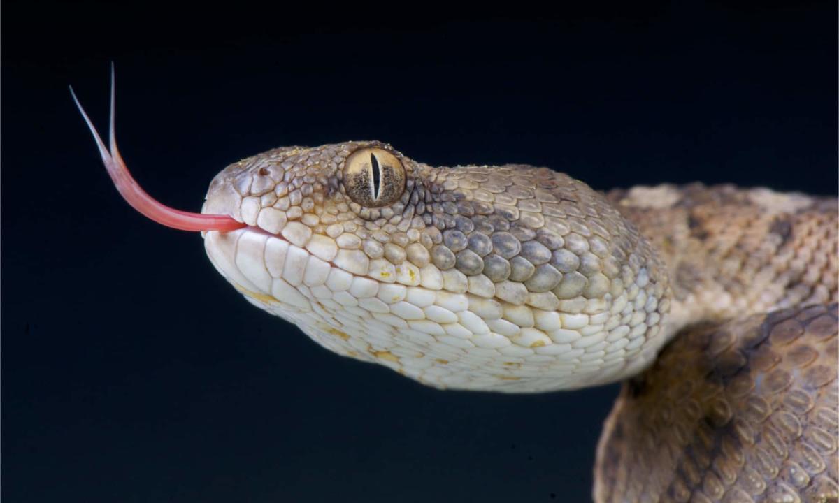 The Deadliest Snake on Every Continent in the World