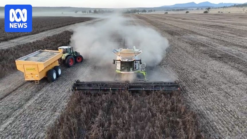 Grain growers in northern NSW say this season's crops could be 'spectacular'