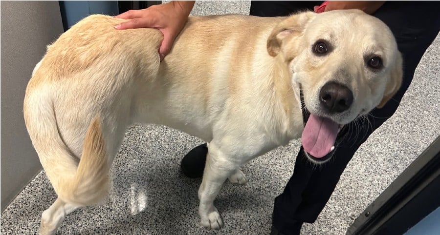 Lost dog puts on Louisville police uniform while waiting to be claimed