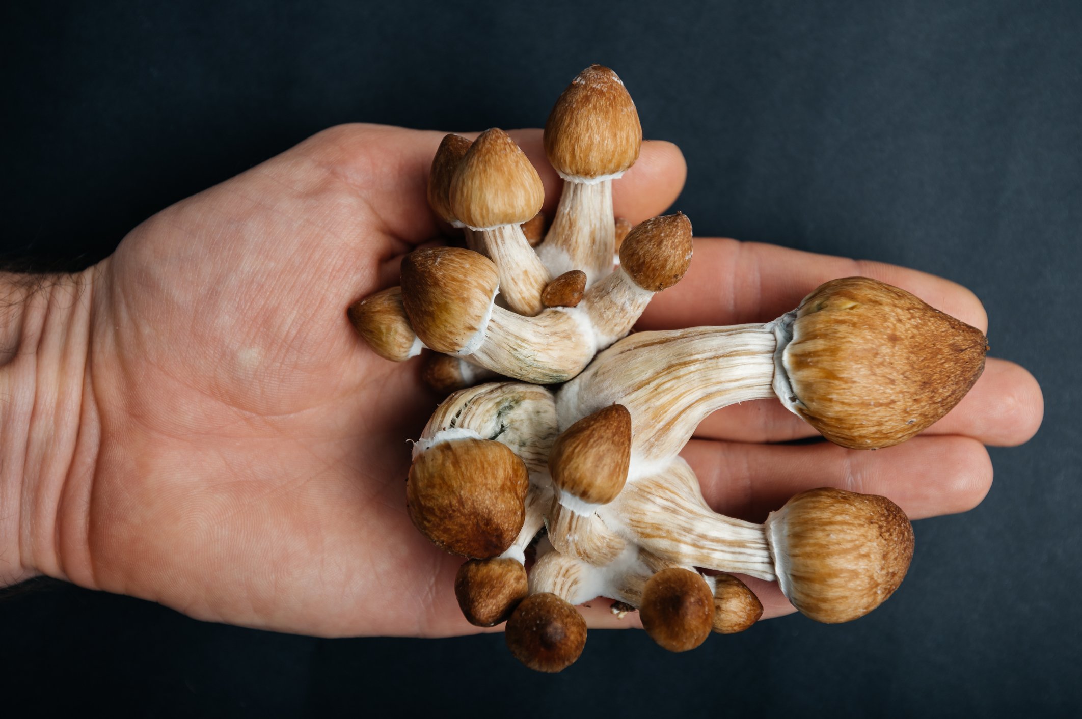 Third US State May Legalize Psychedelics