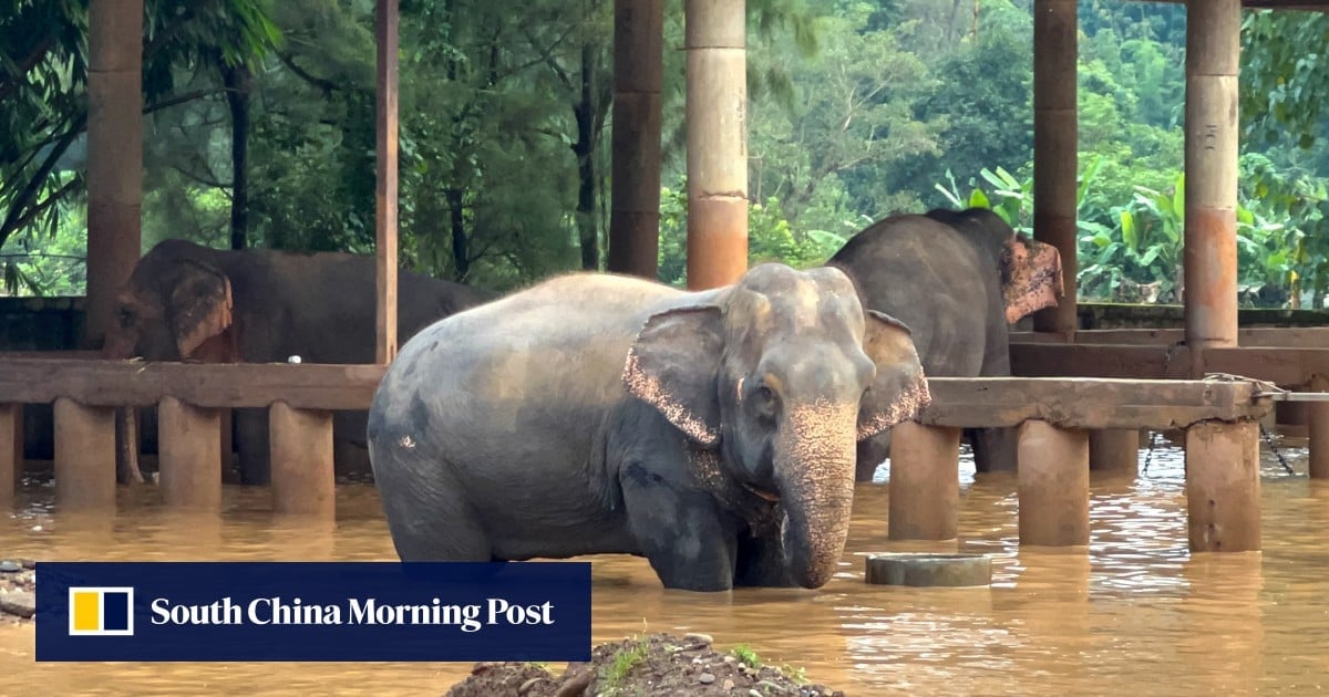 2 elephants die in flash flooding in northern Thailand