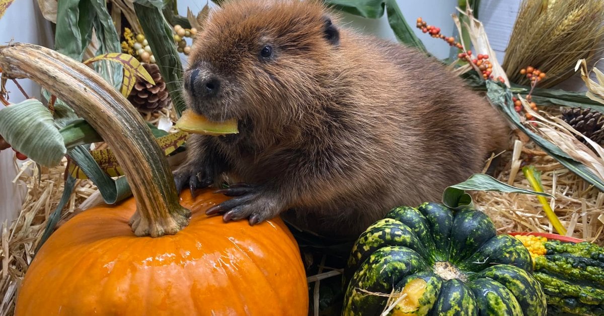 Why There Is a Court Battle Over This Beaver Being Released into the Wild