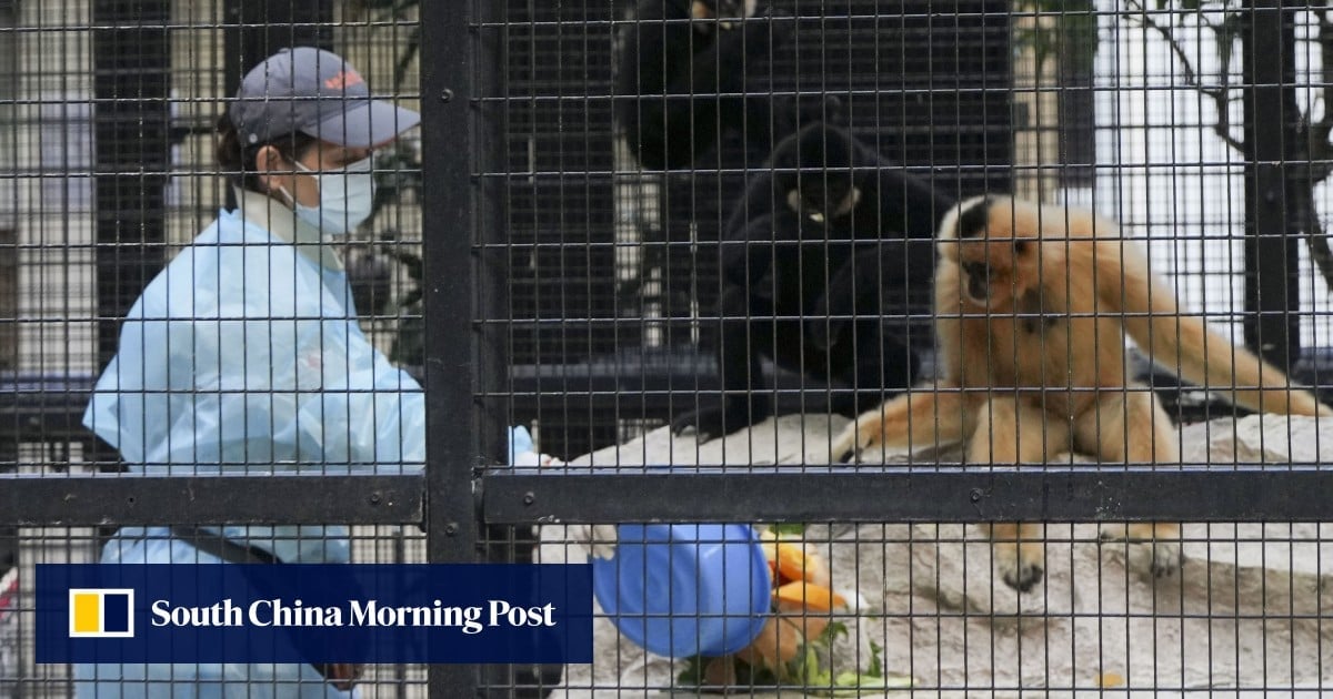 9 monkeys believed to have died in Hong Kong zoo from melioidosis bacterial infection