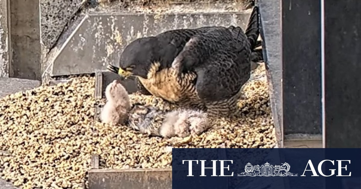 After a nervous 30-hour wait, a third falcon chick breaks free from cracked egg on Melbourne skyscraper